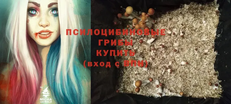 Псилоцибиновые грибы Psilocybine cubensis  закладки  Среднеуральск 